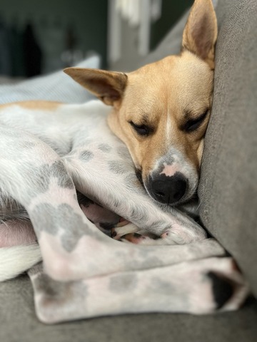 Dog sleeps snuggled on a couch