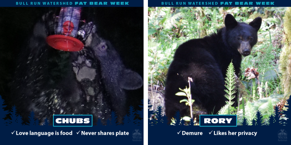 Two images of black bears in the Bull Run Watershed.