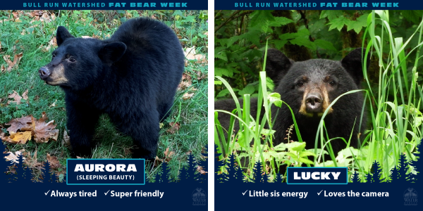 Two images of bears in the Bull Run Watershed