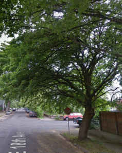 Leaning Hedge Maple at SE 18th Ave and Alder St