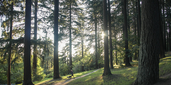 Sunlight through the trees at Mt. Tabor Park