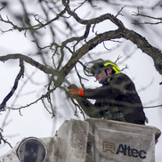 A person in a bucket lift, wearing a hard hat, inspects a tree