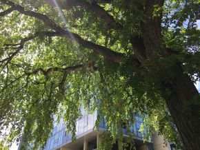 PPR_light shining through downtown tree branches