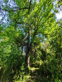 UF - CS - Tree Bark - Vanport Tree