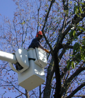 UF - CS - Tree Bark - Bucket Tree Trimming