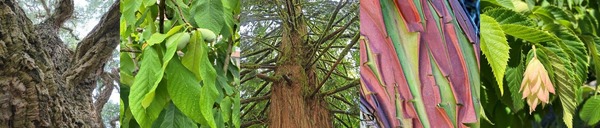 UF - CS - Tree Bark - Header Cropped Final