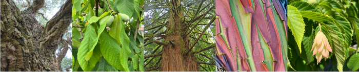 PPR_UF Tree Bark header tree close-up collage