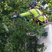 Tree care provider in a bucket lift