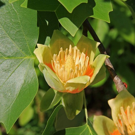 PPR - Tulip tree