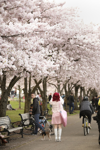 Waterfront Park with cherry blossoms
