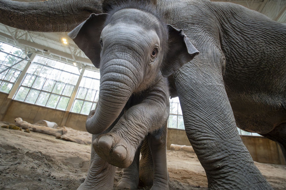 Tula-tu the baby Asian elephant at the Oregon Zoo