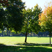 Tree in middle of park