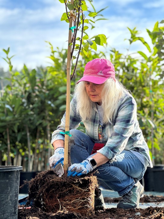 PPR - Woman with a pink hat digging into soil around a small tree 