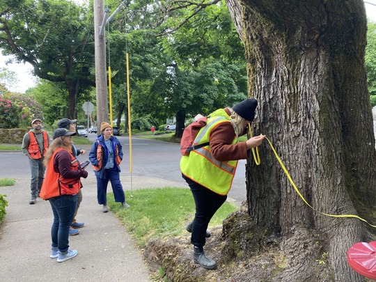 PPR - Group of people looking on as a person measures a big tree