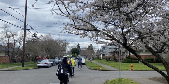 A blossoming tree hangs over bicyclists riding by on a neighborhood street