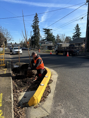 A person wearing an orange high-visibility vest kneels next to a tree being planted on the side of the road where a new curb is built