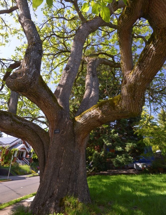 PPR - Large yard tree 