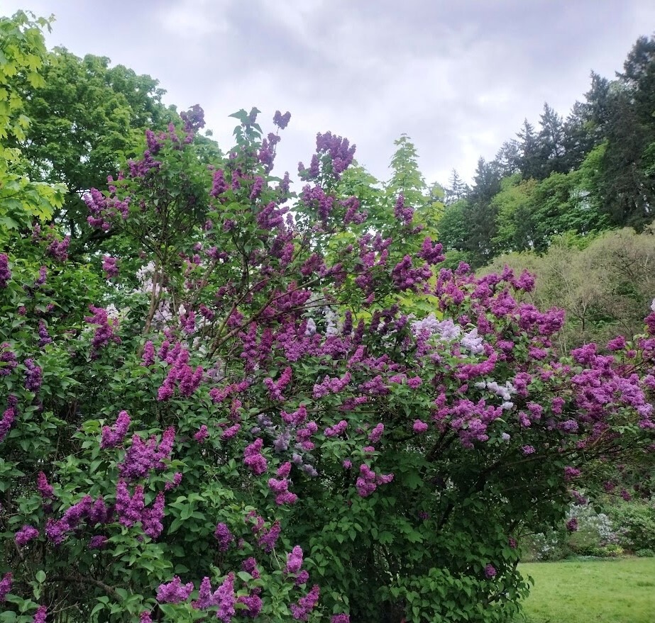Duniway Lilac Garden