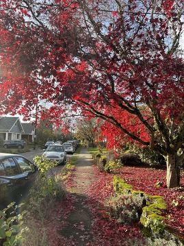 a sidewalk in a neighborhood on a fall day