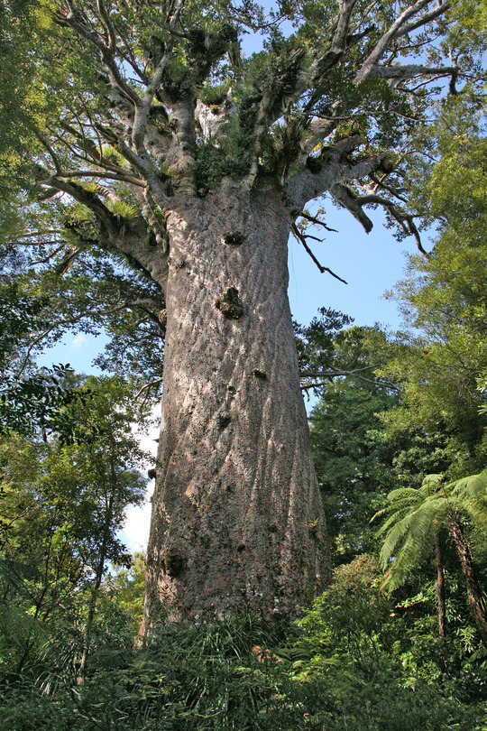 UF - CS - Tane Mahuta Tree