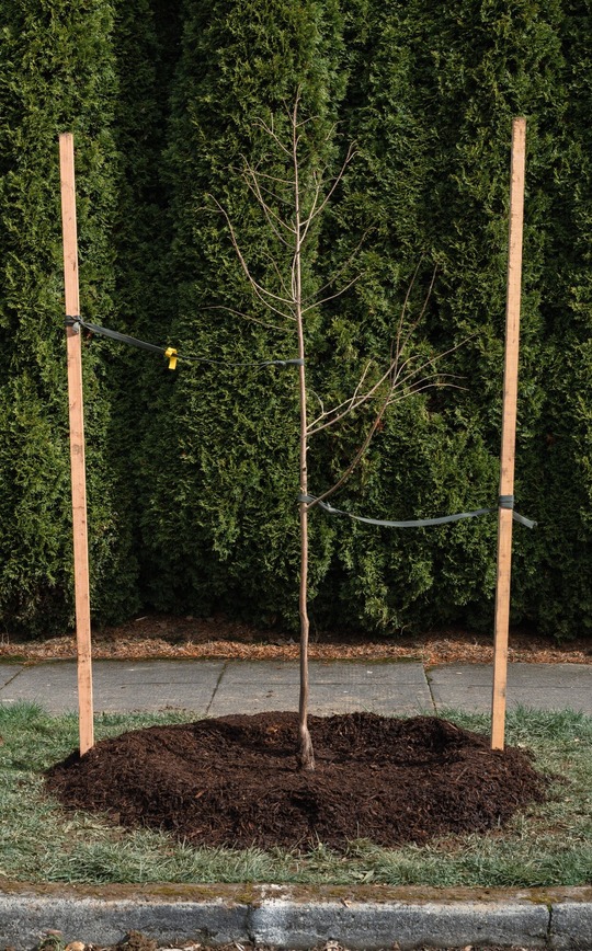 UF - CS - Proper Mulching