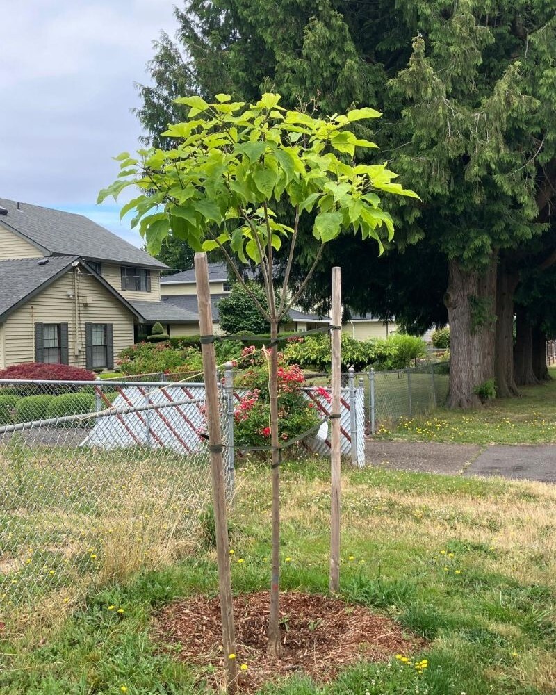 PPR - Small staked street tree