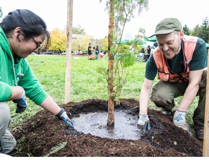 PPR _ Two people watering a young, mulched tree