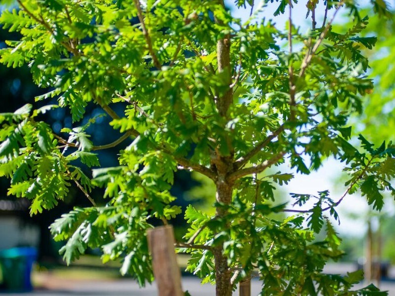 PPR - Close up of young tree