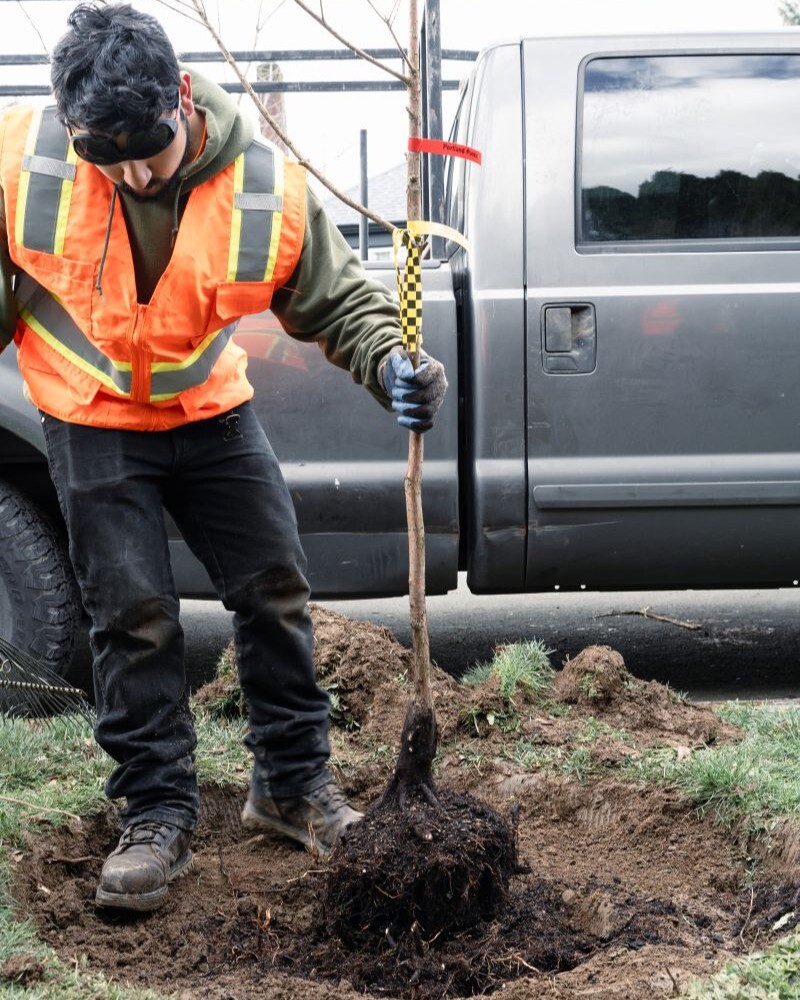 PPR - person picking up small tree