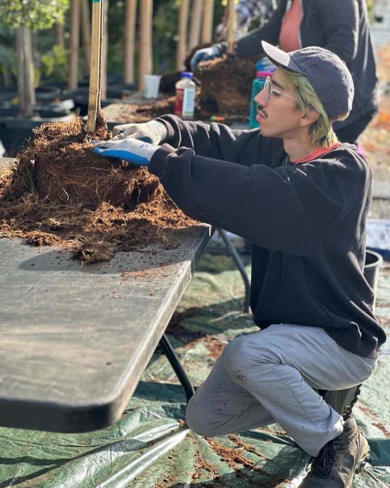 PPR- person digging through roots of small tree on black table