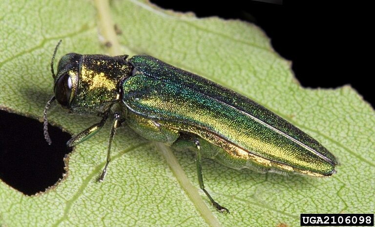 Emerald ash borer