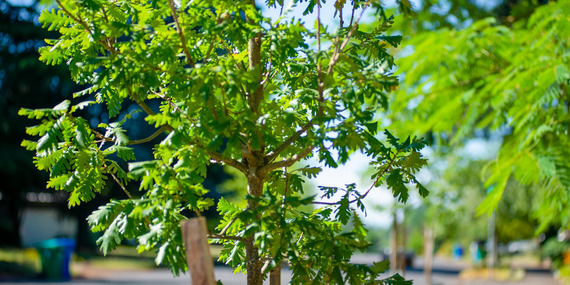 Newly planted street tree