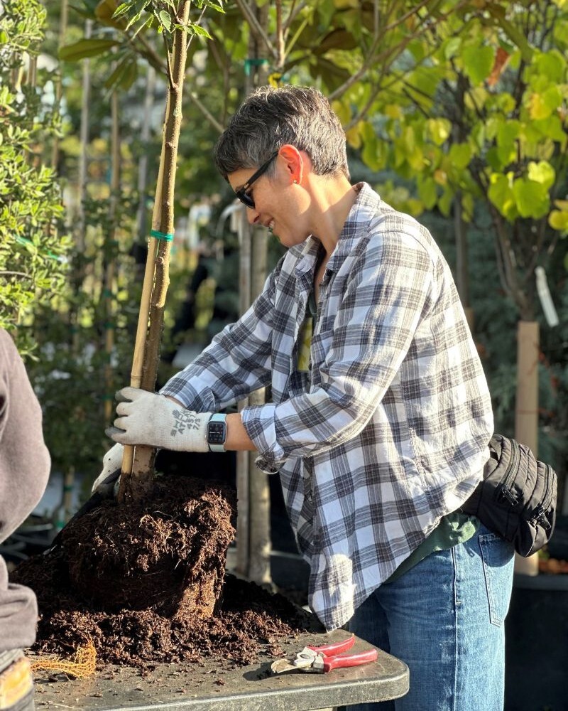 PPR - woman digging through roots of small tree on black table
