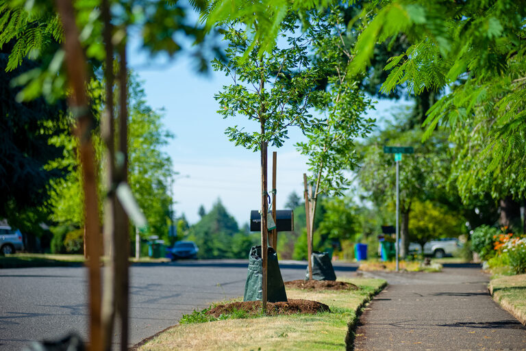 Newly planted street trees