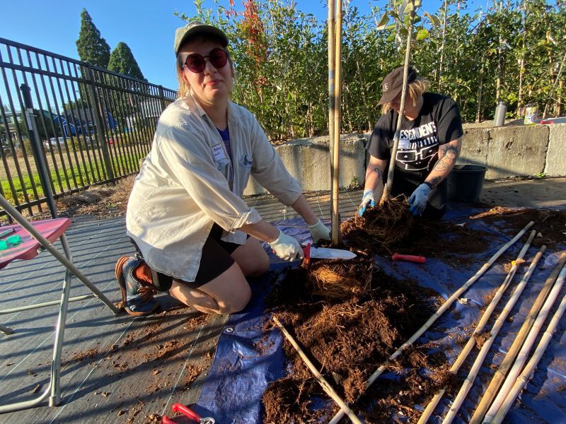 PPR - Two people working on the roots of potted trees