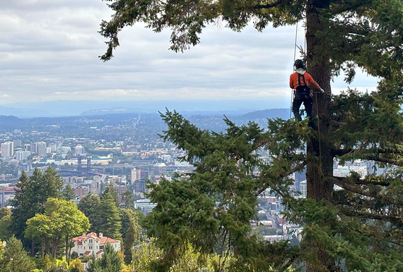 Wes Roberts is roped into a tree dozens of feet off the ground with a view of Portland in front of him