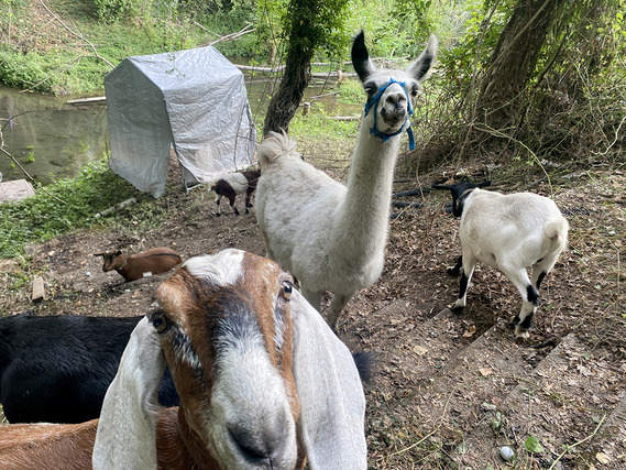 Goats munch grass at Eastmoreland Golf Course