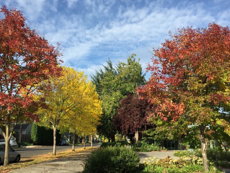 PPR - Photo of trees with fall colors