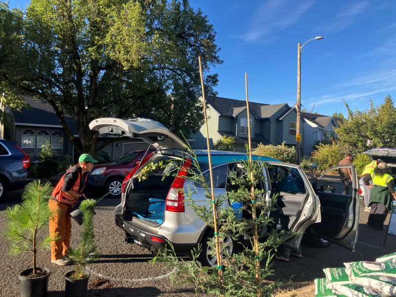 PPR - Person loading small potted tree into the trunk of a car