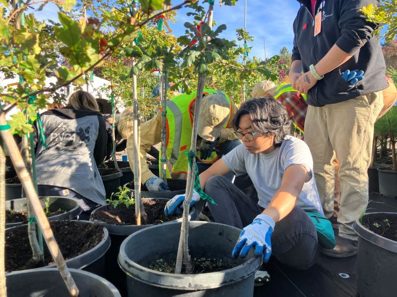 PPR - Person seating in front of several small potted trees 