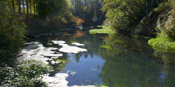 Pond with surrounding vegetation