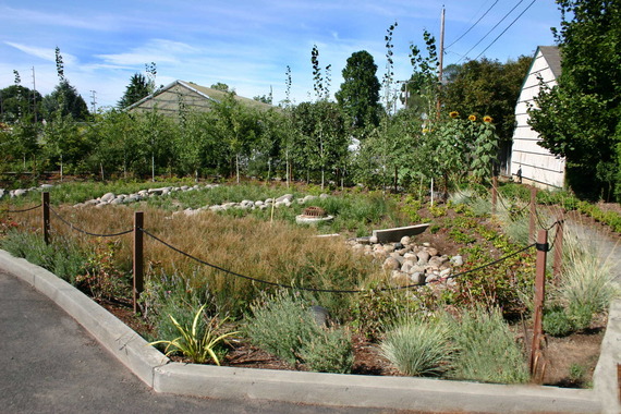 Rain garden
