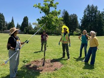 PPR - Group of people watching one person prune a tree with a long tool 