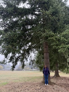 Councilor Avalos with tree