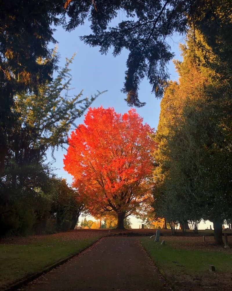 PPR _ Photo of red tree at the end of a path 