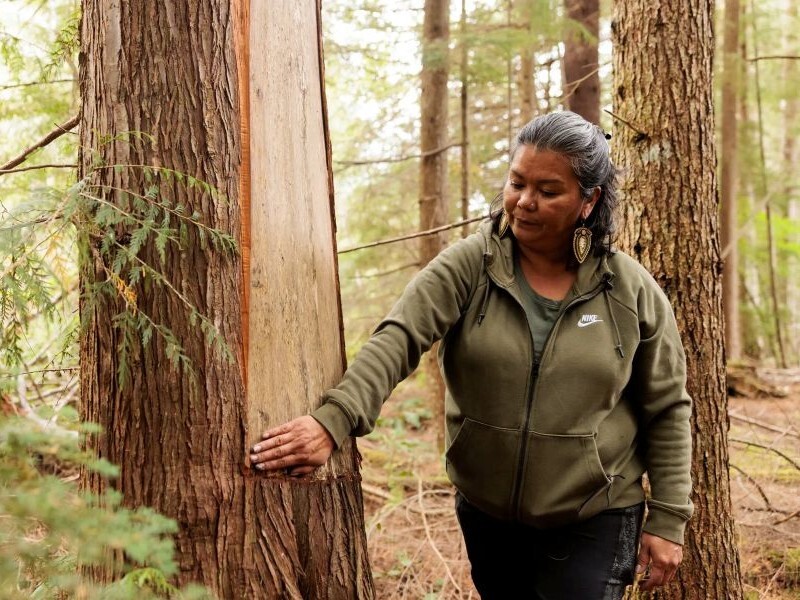 PPR _ Woman showing where bark was stripped from a cedar tree 
