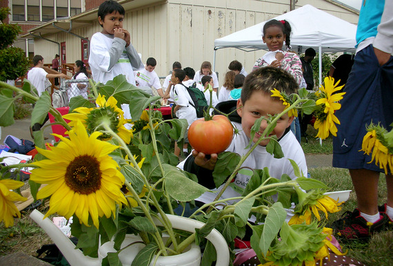A grinning child smiles behind big sunflowers and tomato