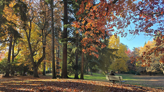 Fall colors at Laurelhurst Park