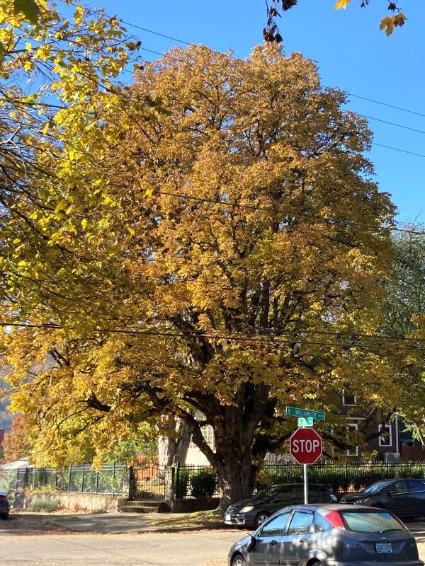 PPR - Large tree with yellow leaves on street corner