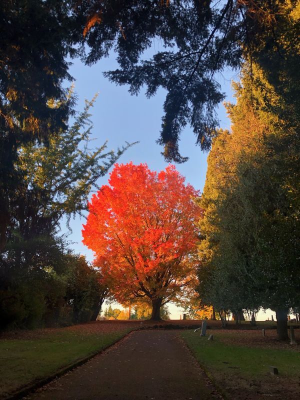 PPR - Red tree in park at the end of a path